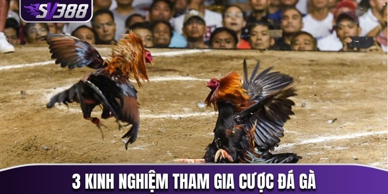 3 kinh nghiệm tham gia cược đá gà hiệu quả nhất