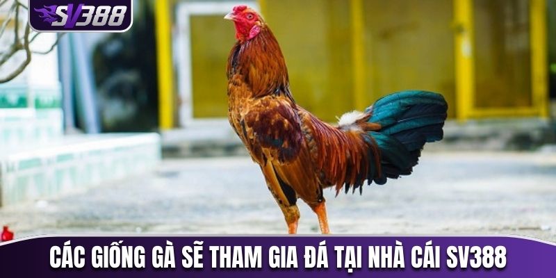 Các giống gà mà bạn có thể lựa chọn khi cược trên trang web