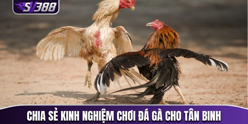 Chia sẻ kinh nghiệm chơi đá gà cho tân binh