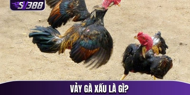 Khái niệm vảy gà xấu và các tác động tiêu cực
