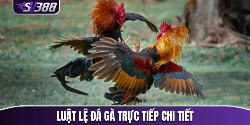 Luật lệ đá gà trực tiếp chi tiết